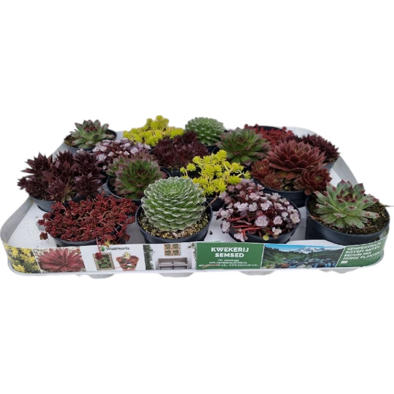 Растение Почвопокровные растения 09х10 микс