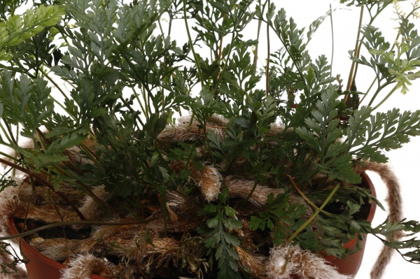 Рослина кімнатна Давалія 13/35