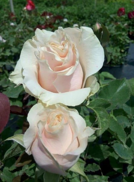 Роза парковая MegaPlant в ассортименте C4