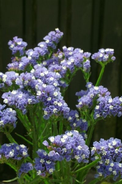 Семена Професійне насіння статица Голубой горизонт 0,1 г (4820176693327)