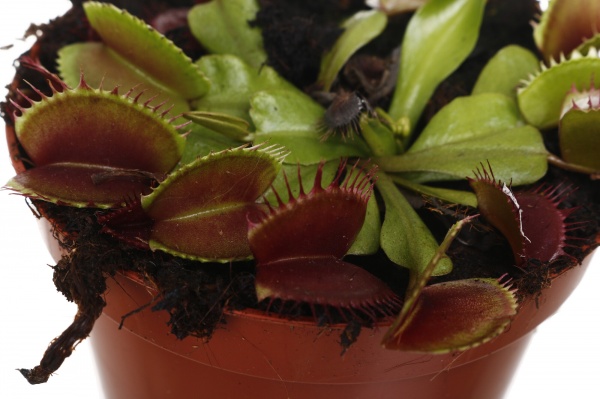 Сукулент Діонея 8/10