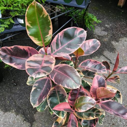 Рослина Фікус Еластіка Беліз d27/h80