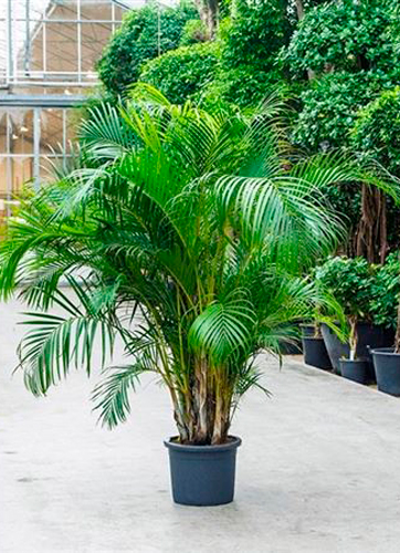 Рослина Арека d34/h200