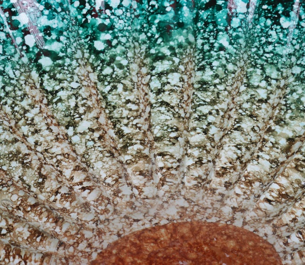 Фруктовниця Gocce 50х18 см Antonio Tammaro 