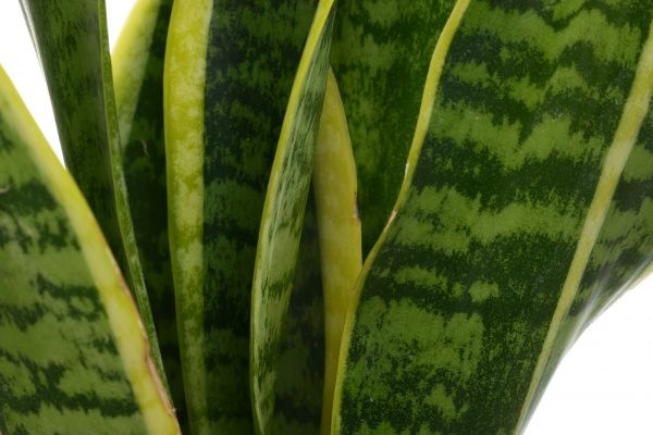 Растение комнатное Сансевиерия 9х35 см