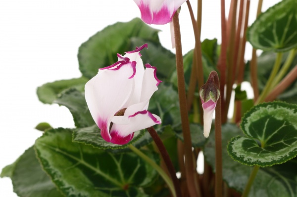 Рослина кімнатна Цикламен метіс віктор 11x20 мікс