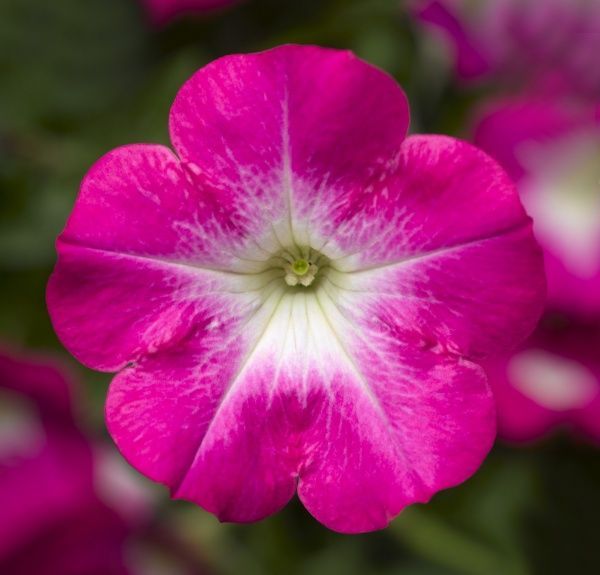 Насіння Професійне насіння петунія Тритунія F1 полярне сяйво 20 шт. (4820176694225)