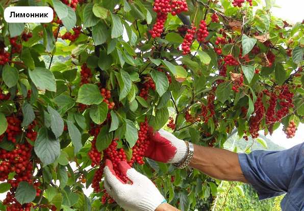 Саженец Брусвяна Лимонник 0,5 л