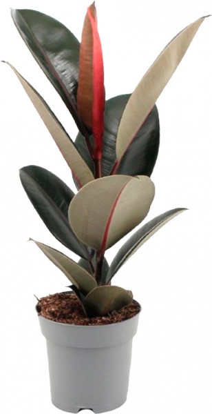 Рослина Фікус Еластіка d23/h35