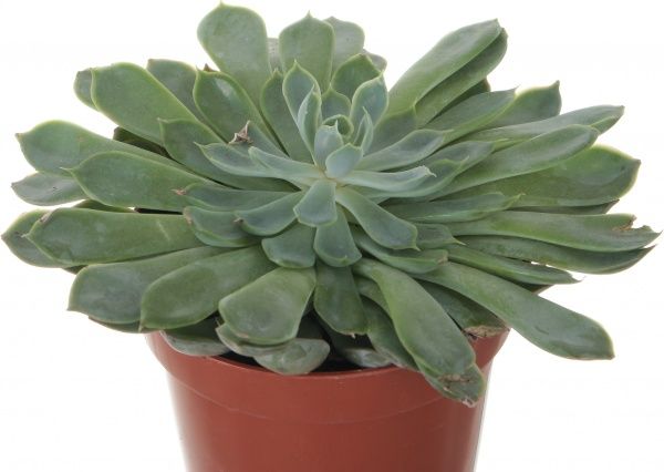 Рослина Ехеверія 11х20 см
