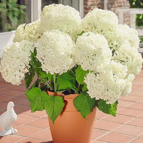 Рослина Гортензія древовидна Анабель С 2-4