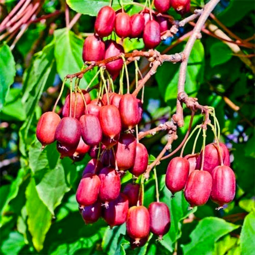 Растение Актинидия остролистная Scarlet September Kiwi (K21-S21 70+ C5)