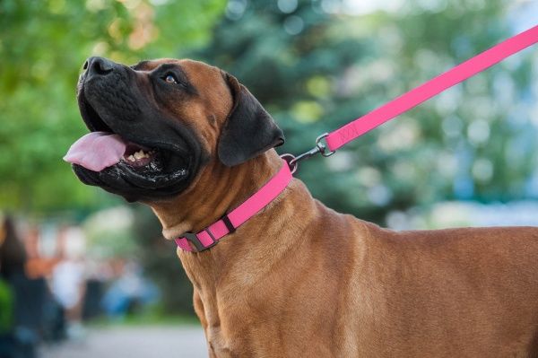 Ошейник WAUDOG Waterproof водостойкий 2,5х35-70 см розовый