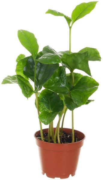 Рослина кімнатна Кава в керамічній чашці 7х15 см