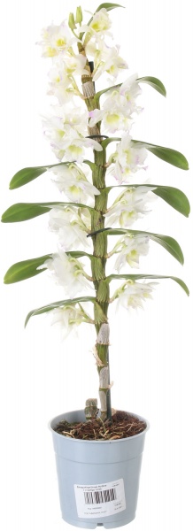 Растение Дендробиум белый Nobile 1 ствол 12х50 см
