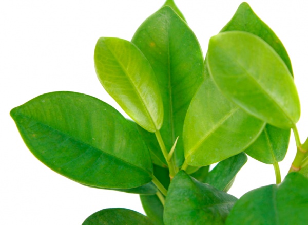 Растение Фикус Микрокарпа Макламе 14 x 55