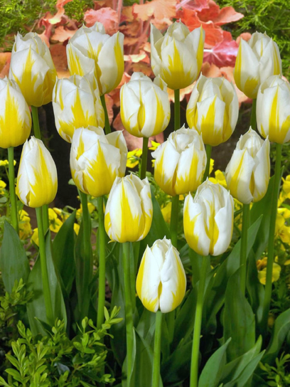 Луковица тюльпана простого раннего Флейминг Кокет 3 шт.