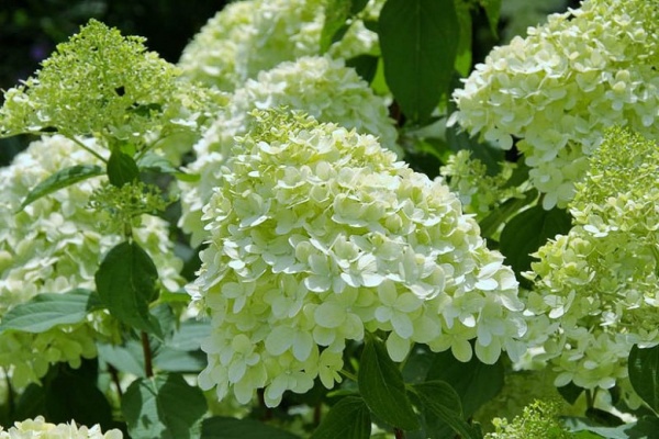 Растение Гортензия метельчатая Лаймлайт / HYDRANGEA paniculata Limelight С7.5/С10/Н 60-80