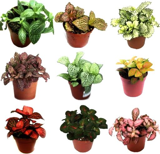 Растение комнатное Фитония 12/25 микс,