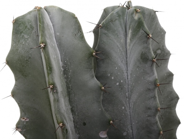 Растение Кактус микс 15/55