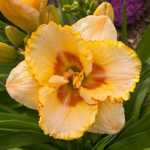 Корневище Яскрава Лилейник Sixth Sense 