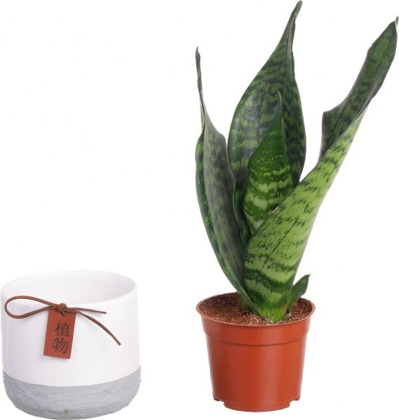 Рослина Сансівьєрія циліндріка люкс мікс 9x25 см