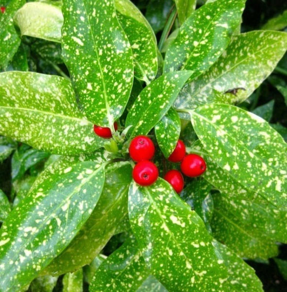 Растение Аукуба Вариегатная d17/h25