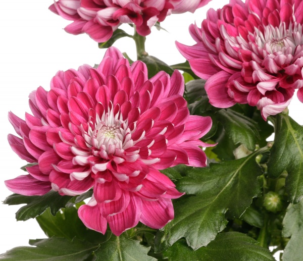 Рослина кімнатна Хризантема 14/45 Зембла