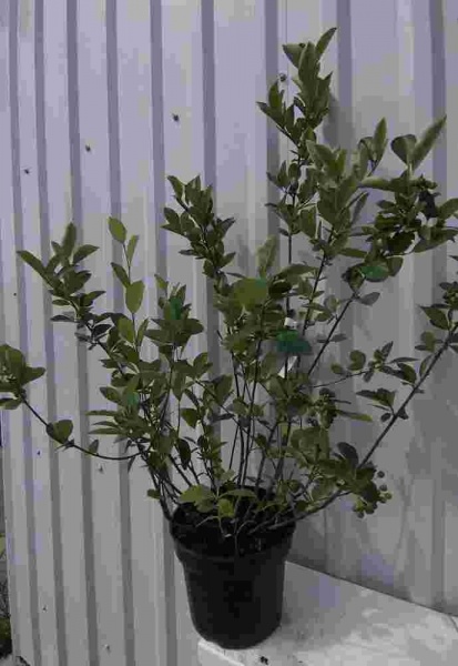 Растение Рябина черноплодная/Aronia melanocarpa С10/Н 160-170