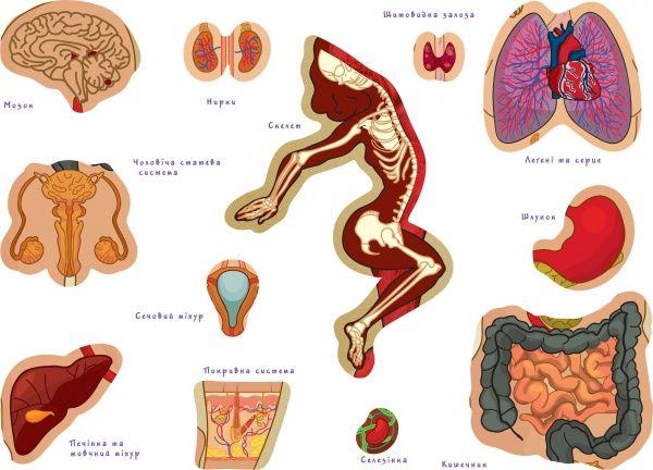Гра настільна Умняшка Тіло людини (українська мова) КП-004р