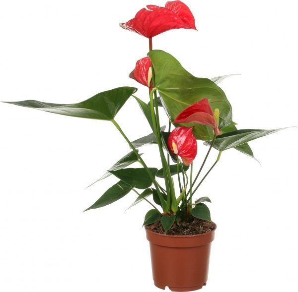 Растение Антуриум красный 12х40 см