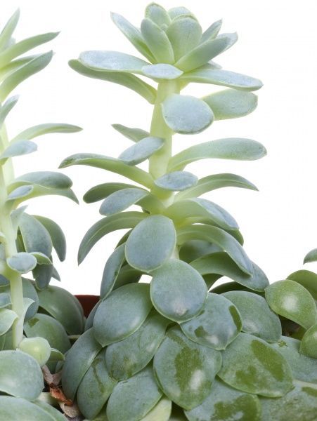 Рослина Ехеверія мікс 12х15 см