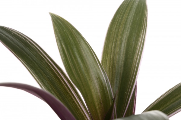 Рослина кімнатна Плантмікс 09//20