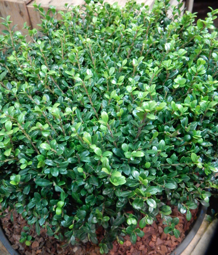 Растение Падуб городчатый/Ilex crenata 'Samurai' С3/Н20-30