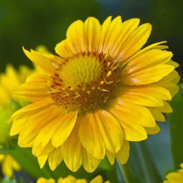 Семена Професійне насіння гайлардия Аризона Саншайн 10 шт. (4820176694041)