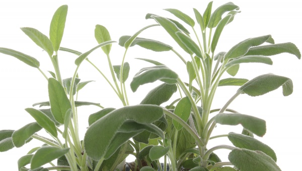 Рослина Пряні трави мікс 14х25 см