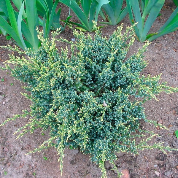 Рослина Ялівець лускатий Holger (С7,5-10 60-80)