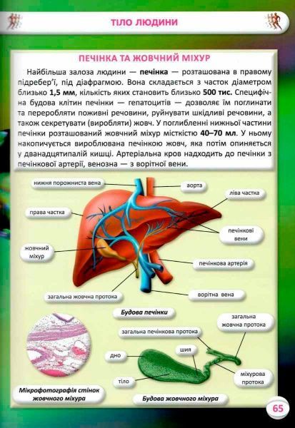 Книга Алина Котка «КнигУсе про тіло людини. 1000 цікавих фактів» 978-966-936-836-2