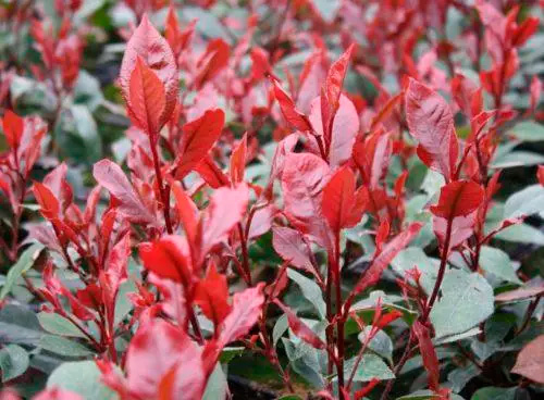 Растение Фотиния Фразера Литтл Ред Робин d17/h30