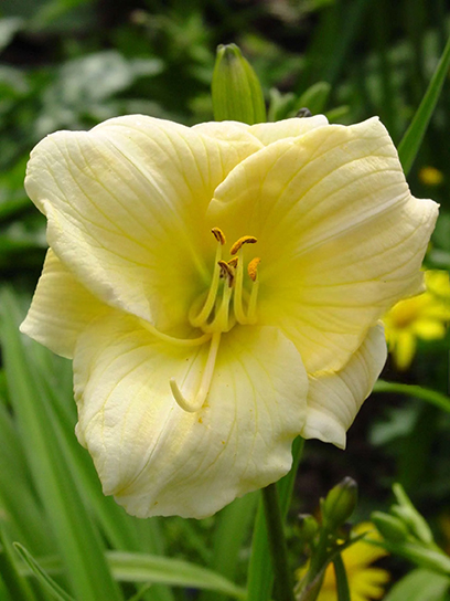 Кореневище Heemskerk Vasteplanten B.V. лілійника Прешіоус де Оро 1 шт.