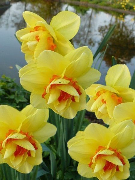 Цибулина TUBERBULB Export B.V. нарциса Тексас 3 шт. 