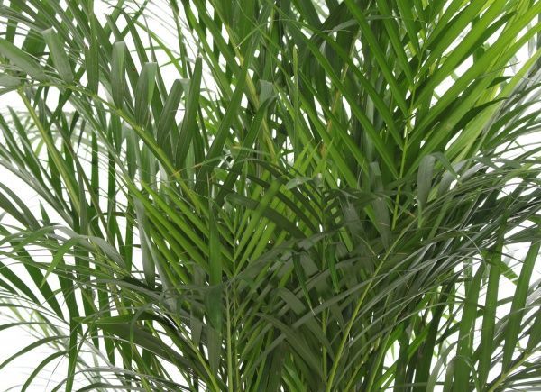 Растение Арека 24/170