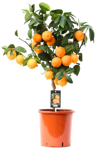 Растение комнатное Цитрус ред лайм 15/35