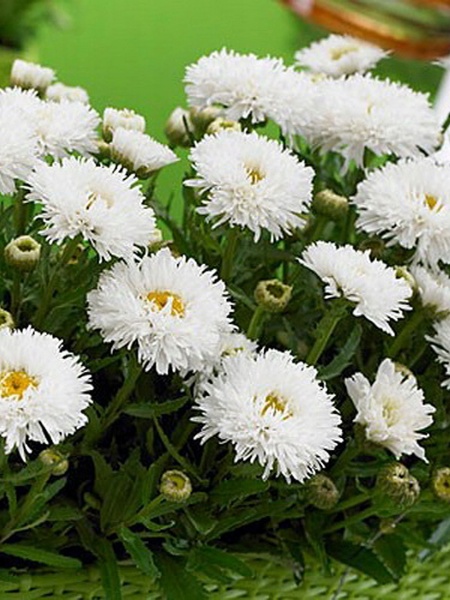 Корневище ромашки Ласпайдер 1 шт. 