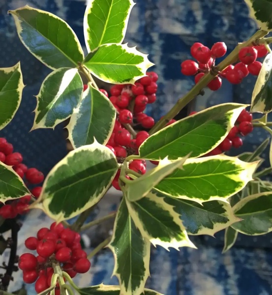 Растение Подуб альтакл/Ilex altacl. 'Belgica Aurea' С3/ Н60-80