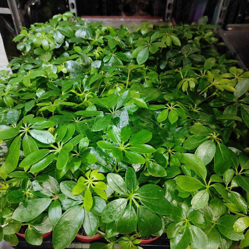 Растение Шеффлера 9х20 Luseana