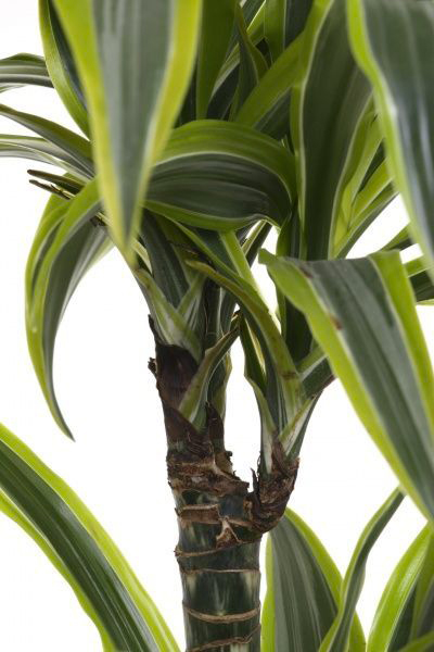 Рослина кімнатна Драцена Лемон Лайм d12/h40