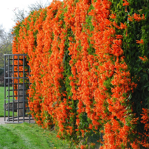 Растение Кампсис d17/h75