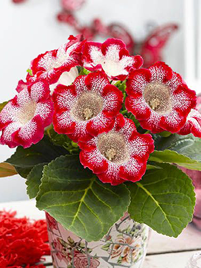 Бульба TUBERBULB Export B.V. глоксинії Тайгер Ред 1 шт.