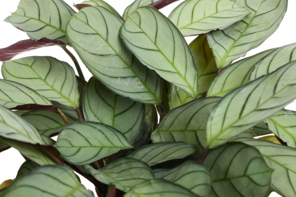 Растение Ктенанта Amagris d12 h25